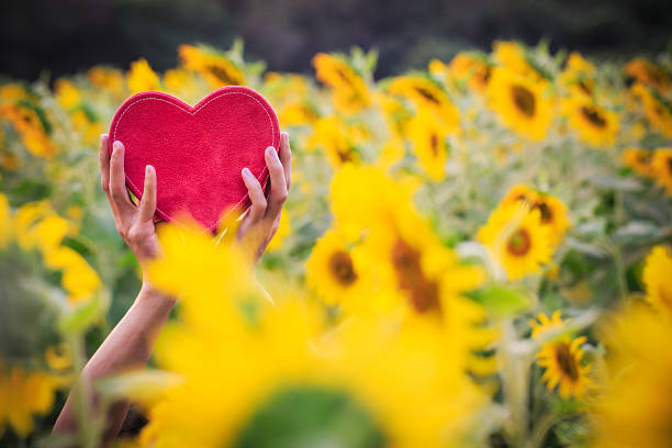 miłość z słonecznika - sunflower hearts zdjęcia i obrazy z banku zdjęć
