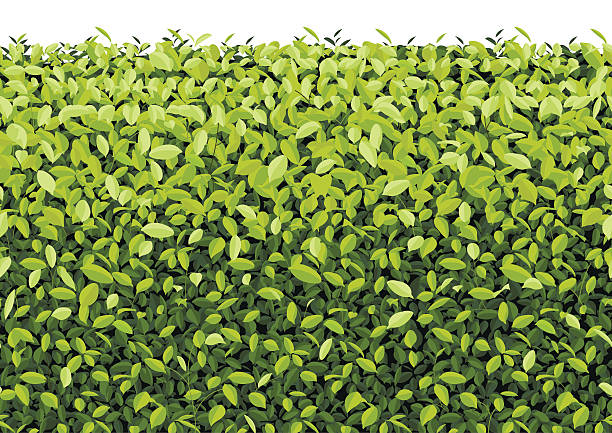 Green Tree Wall on isolated Vector The Green leaves. Vector illustration green wall stock illustrations