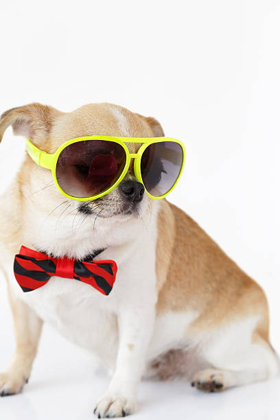istock Cute Chihuahua dog 516627250