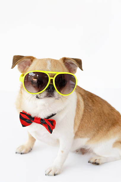 istock Cute Chihuahua dog 516627320