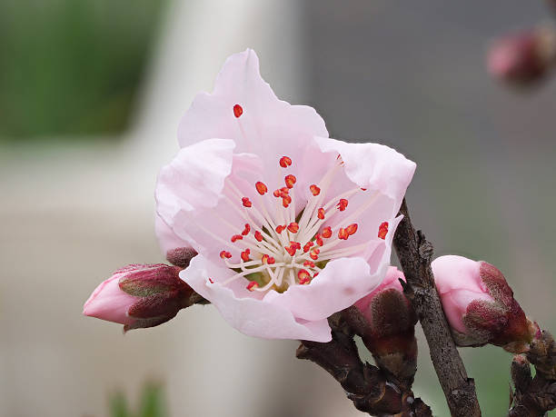istock Macro of beautiful pink peach flower. 516629408