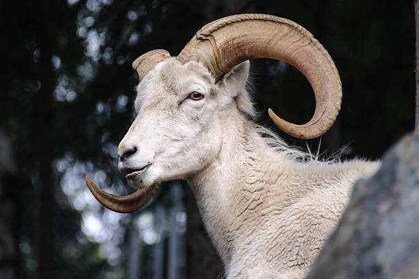 mouton dall gros plan tête avec des cornes - bighorn sheep ram sheep horned photos et images de collection