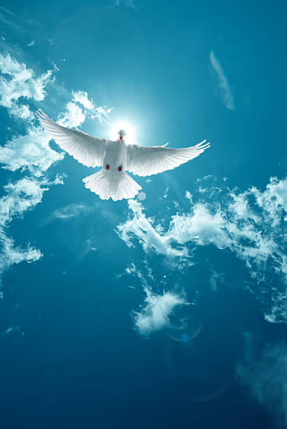 istock White Holy Dove flying in the sky vertical image 516629942