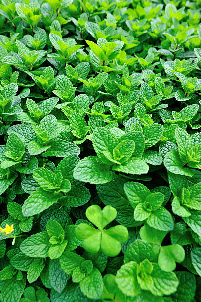 mint plant grown at vegetable garden