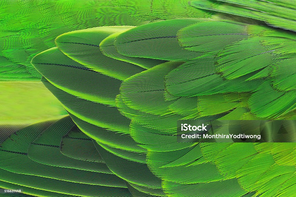 Colorful feathers Colorful feathers, Red-breasted Parakeet feathers background texture Feather Stock Photo