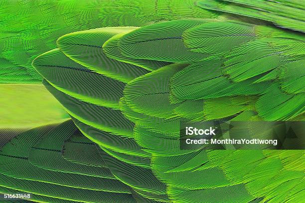 Colorful Feathers Stock Photo - Download Image Now - Feather, Parrot, Macaw