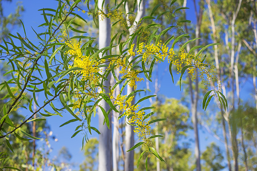 In Spring, Australian Golden Wattle in a Splash of Sunlight, bright yellow acacia flowers with green foliage against gum trees and blue sky background