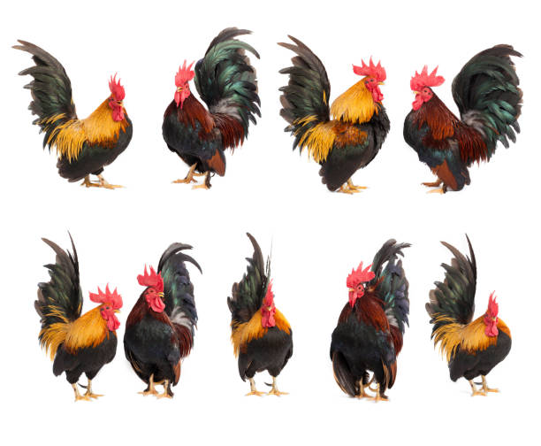 istock Set of chicken bantam  isolated on white background 516631648