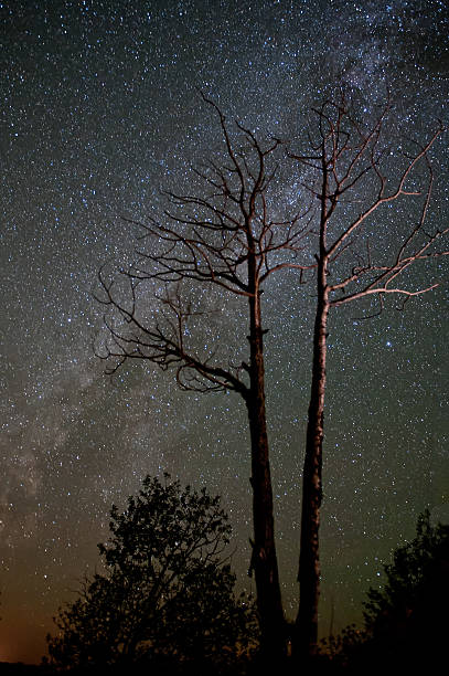 istock Milky Way and Barren Trees 516631969