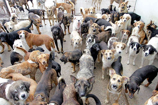 fotografii de stoc, fotografii și imagini scutite de redevențe cu pachet de câini - grup mare de animale