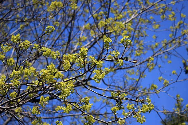 istock Flowers of maple against blue sky background 516632671