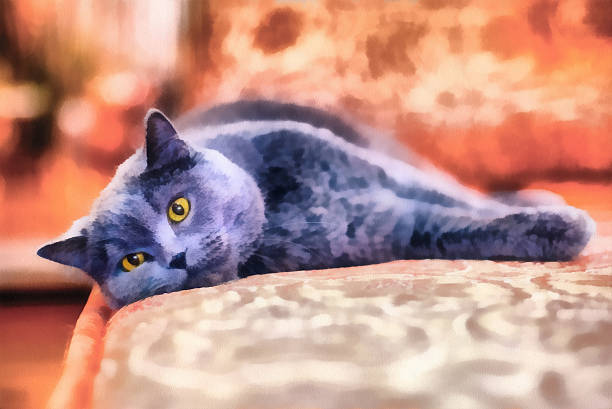 very relaxed young gray cat