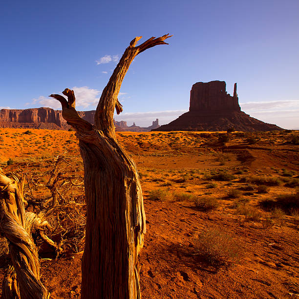 istock Monument West Mitten Butte in morning Utah 516633121