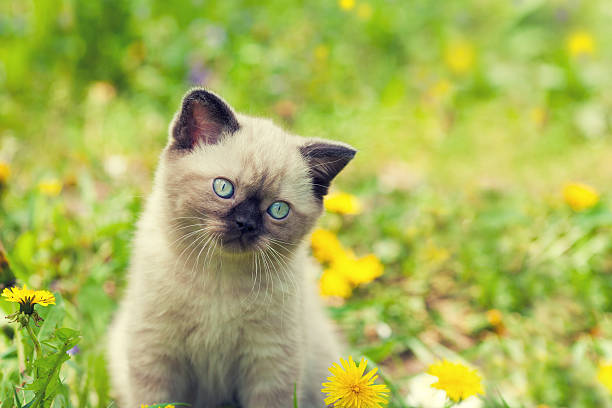 istock Little kitten walking in dandelion lawn 516634028