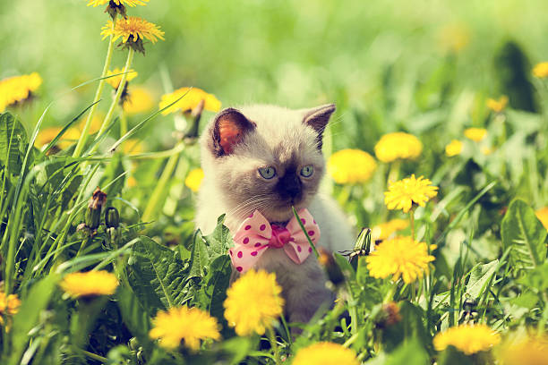 istock Little kitten walking in dandelion lawn 516634066