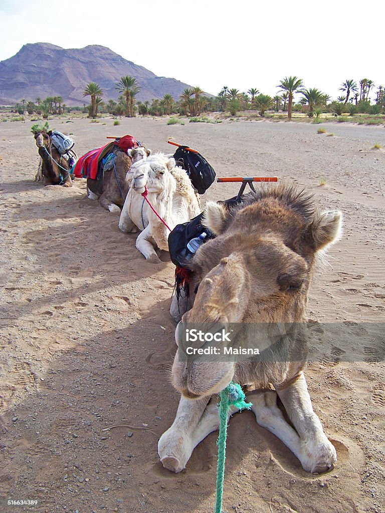 camel train camels sitting on sand in morocco Activity Stock Photo