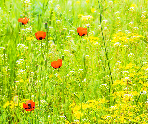 Wild red poppies in a field in summer day