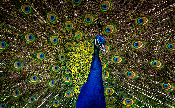 공작새 - close up peacock animal head bird 뉴스 사진 이미지