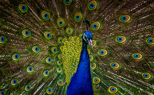 Peacock, Backgrounds, Animal, Dancing, Elegance, Wildlife, Description, Tropical Climate, Pattern, Colors, Turquoise Colored, Nature, Ceremony, Day, Bird, Feather, Tail, Animal Head, Beak, Close-up, Horizontal, Blue, Green Color, Bright, Vibrant Color, Ceremonial Dancing, Male Animal, Beauty In Nature, Exhibition, Wedding Ceremony, Color Image, Animal Neck, Pheasant - Bird, Cockerel, Showing, Beauty, Vitality, Majestic, Variation, Pride, Multi Colored, Beautiful