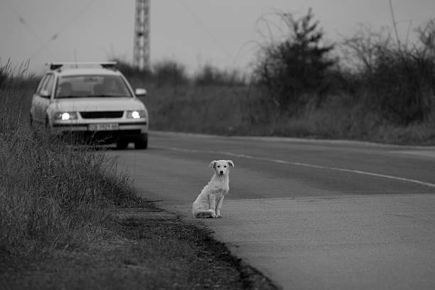 istock bw homeless dog background 516635146