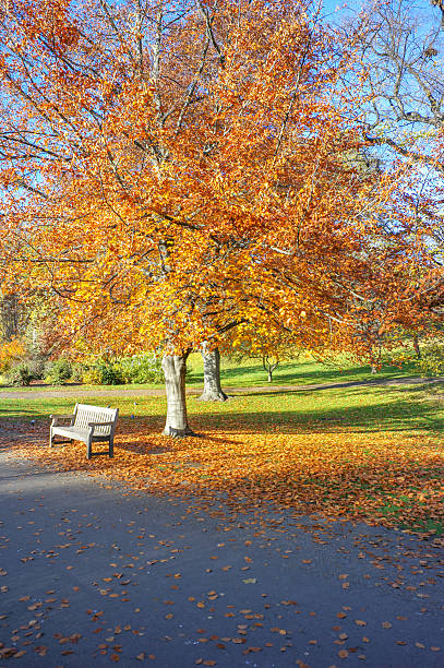 istock empty bench at park during fall in london england 516635189