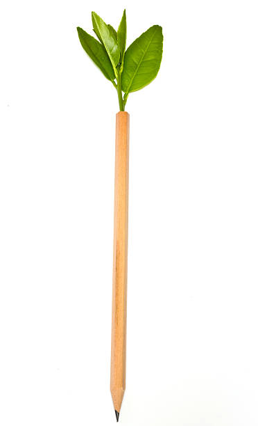 istock Green wooden pencil on white background 516635473