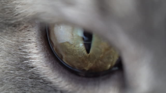 British Shorthair cat eyes