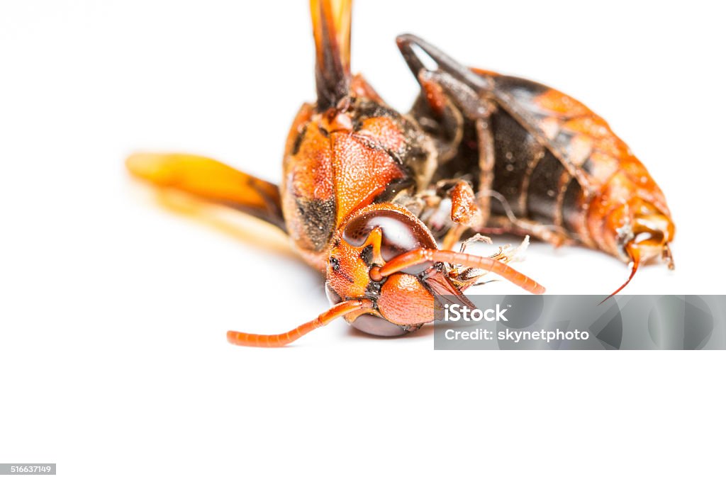 Dead wasp isolated Close up of dead wasp on white background Abdomen Stock Photo