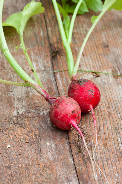 pair of fresh radishes stock photo