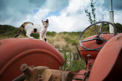 A small cat walks across the top of an abandoned tractor