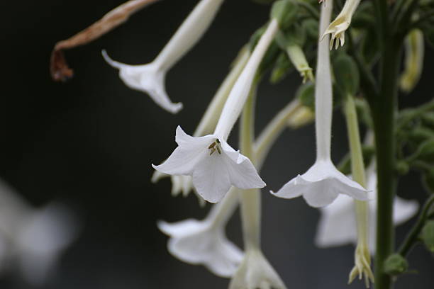 woodland de tabaco - flower single flower macro focus on foreground fotografías e imágenes de stock