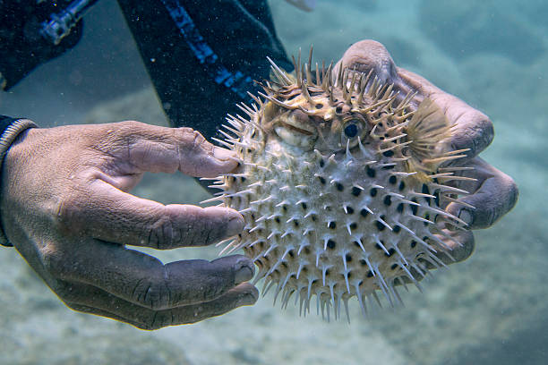 Scuba diver holding an Inflated porcupine puffer ball fish Scuba diver holding an Inflated porcupine puffer ball fish balloonfish stock pictures, royalty-free photos & images