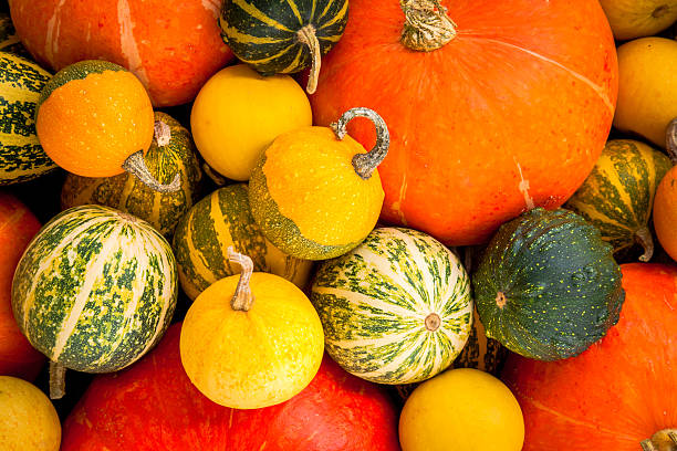 istock ripe organic colored pumpkins as a background 516639889