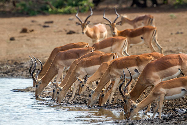 istock Impala in Kruger National park 516646404