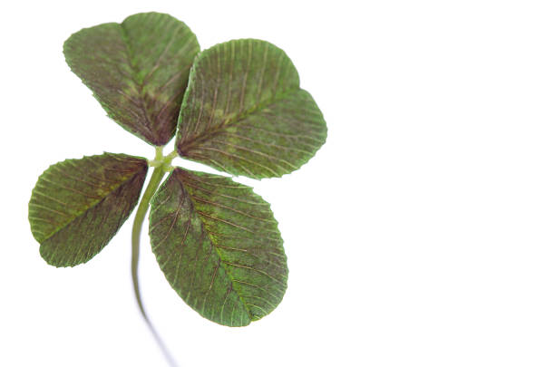 istock four-leaf clover for good luck isolated on white background 516647186