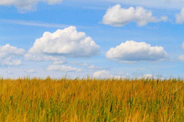 istock cloudy skies and Wheat Field 516648716