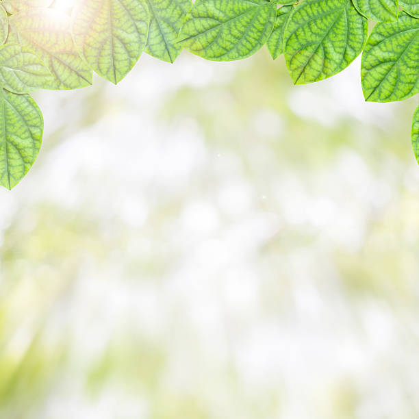 istock fresh green leaves ,natural green background. 516651422