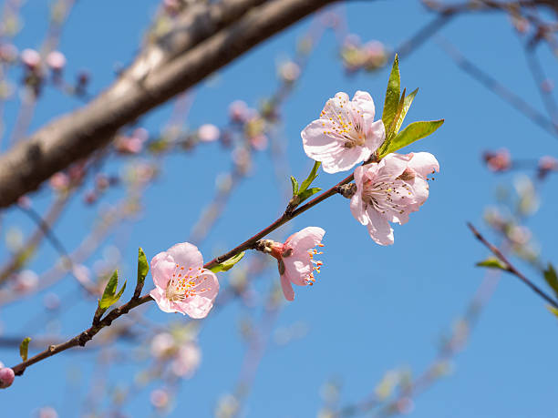 istock beautiful pink peach flowers with nature blurred background. 516651466