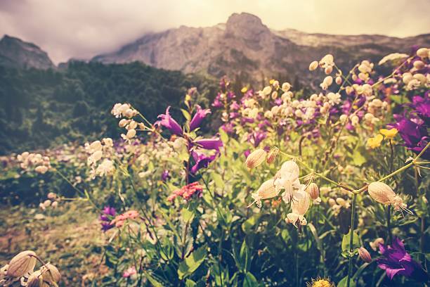 alpine montañas rocosas y verde con flores rosadas paisaje del valle - motivation rock flower single flower fotografías e imágenes de stock