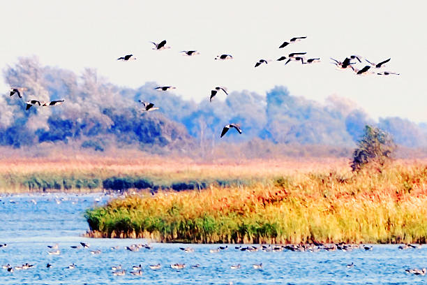 bando de ganso-bravo no outono de migração - vogelzug imagens e fotografias de stock