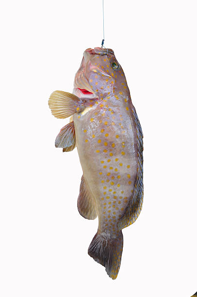 istock Fresh Grouper on white background,Fillet of Fish 516652227