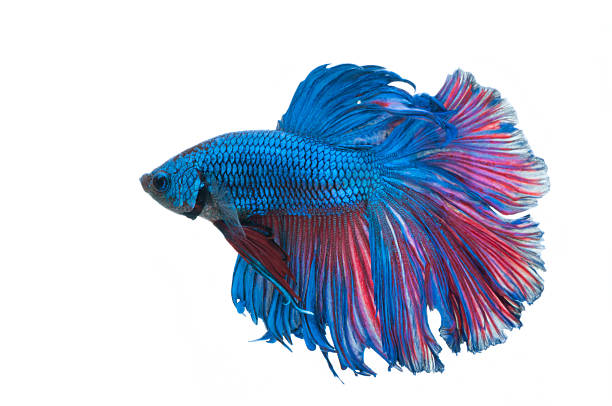 wunderschöne betta splendens, isoliert auf weißem hintergrund - fish siamese fighting fish multi colored tropical fresh water fish stock-fotos und bilder