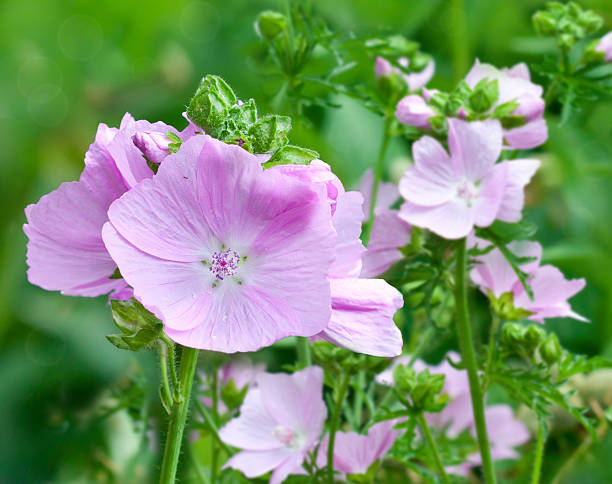 Flowering pink mallows stock photo