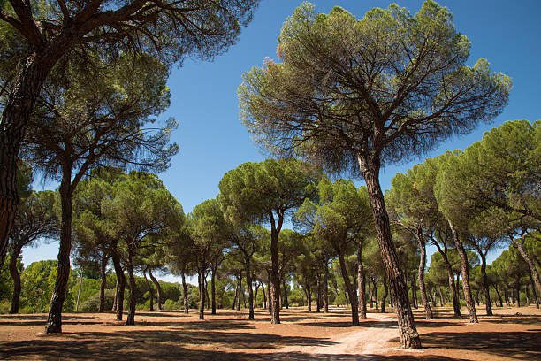 pine grove stone pines of the pine forest of Antequera, Valladolid. Spain pine woodland stock pictures, royalty-free photos & images