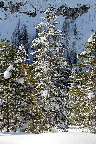 Pinopsida Tree 240+ Pinopsida Conifers Stock Photos, Pictures & Royalty-Free Images ...