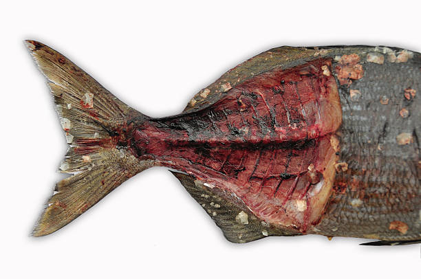istock Fresh fish isolate on white back ground, Fillet of Fish 516653607