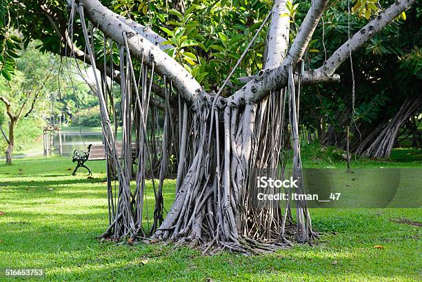 Banyan Tree Roots Stock Photo - Download Image Now - Banyan Tree, Botany, Evergreen Tree