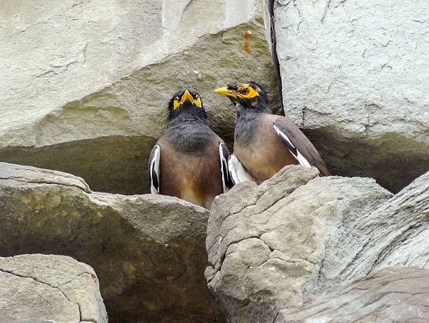 birds in stony ambiance