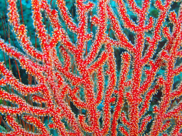 istock Gorgonian coral 516654386