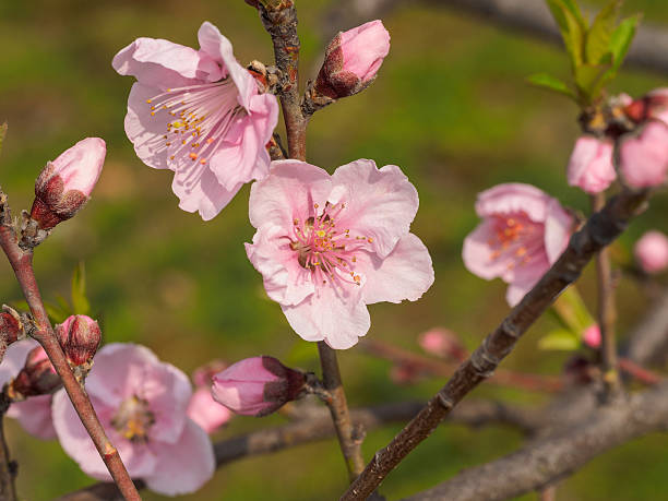 istock beautiful pink peach flowers with nature blurred background. 516654820
